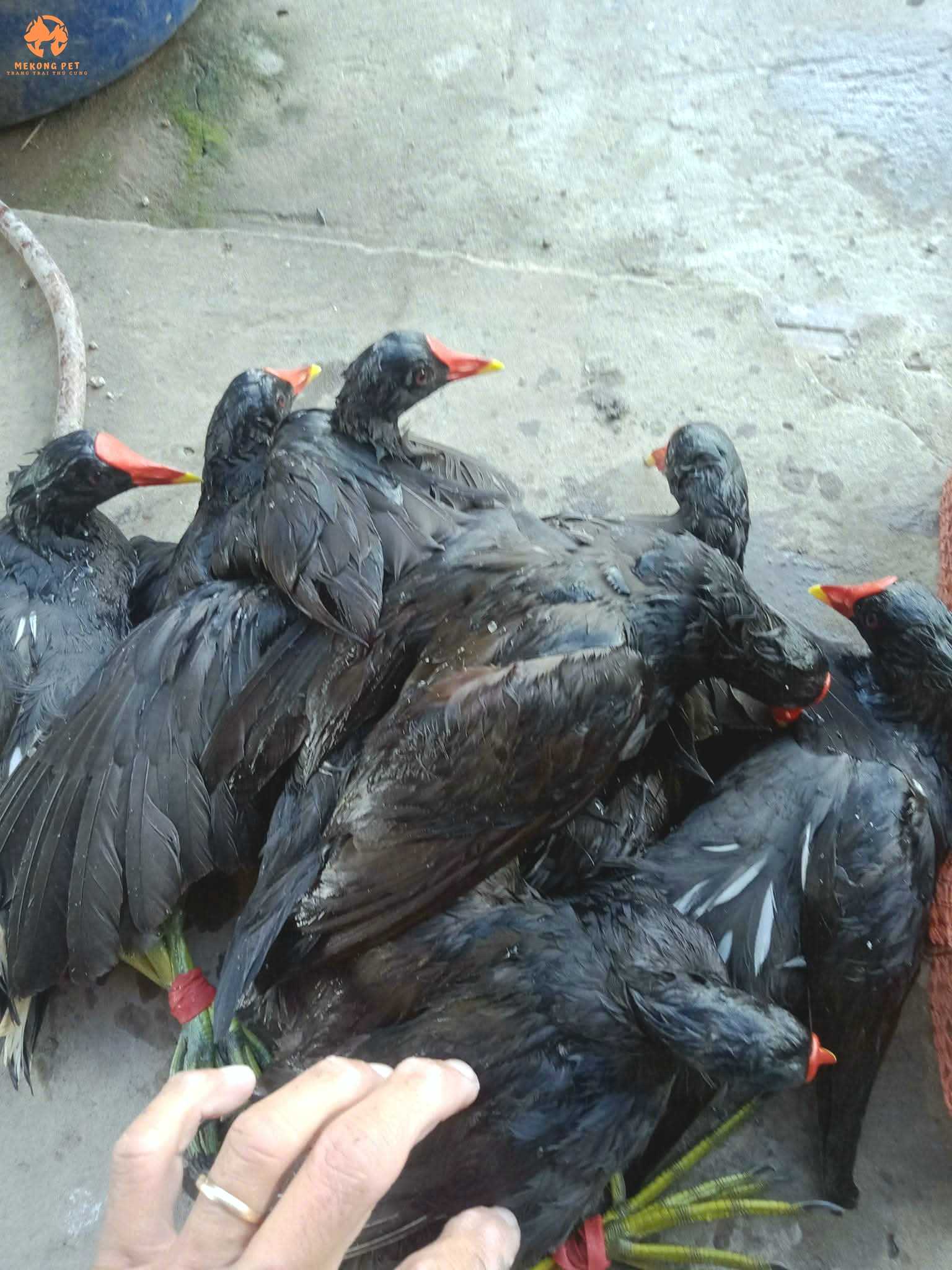 Mua Bán Chim Trích Ré Giá Tốt, Chất Lượng Uy Tín